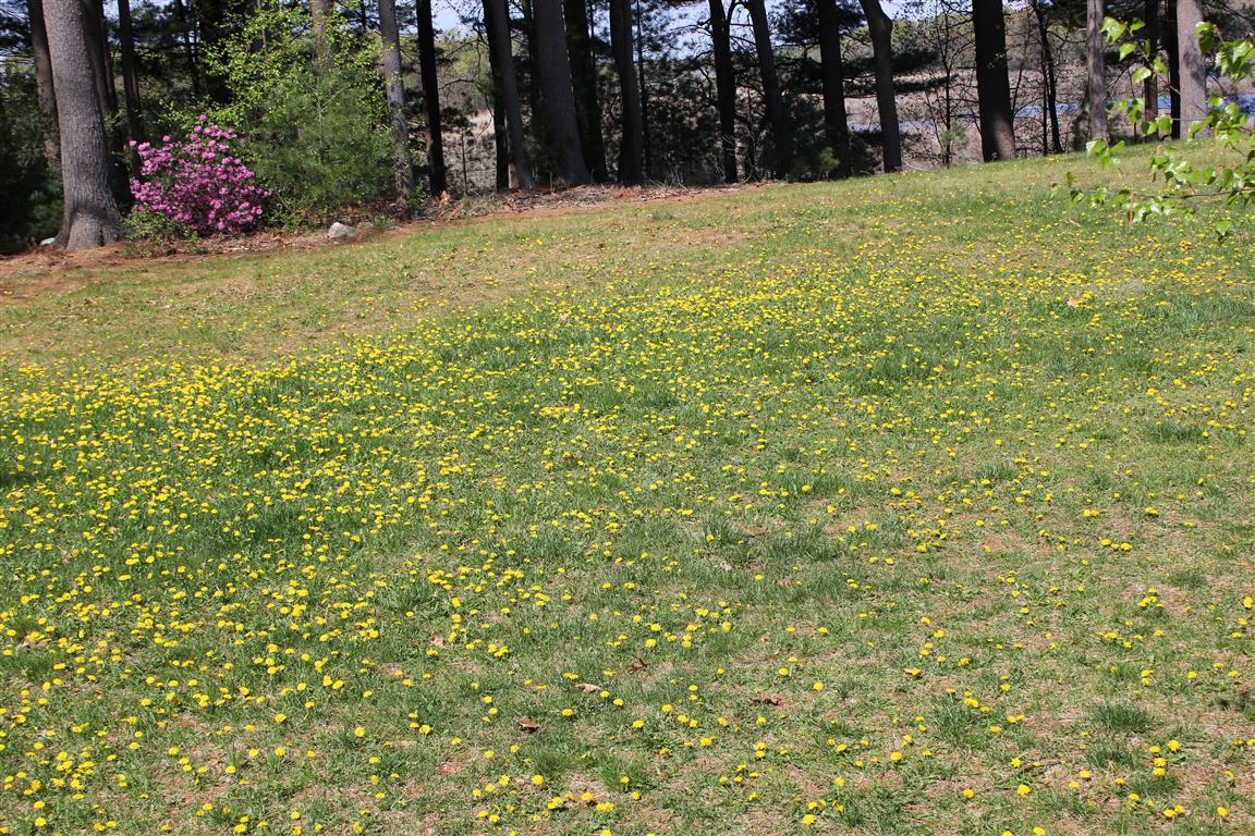The Laughing Raccoon: Ugly Lawn? I Think Not! - 1152x768 - jpeg Raccoon Holes In Lawn